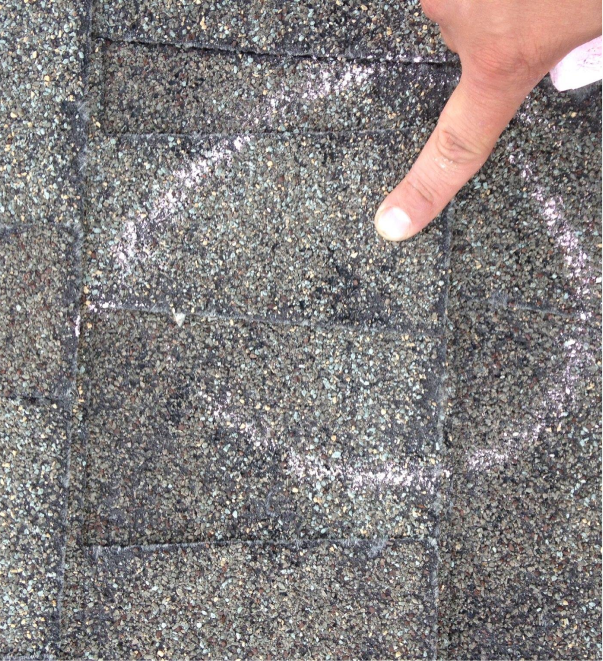 Human finger pointing to fossil embedded in gray sedimentary rock surface