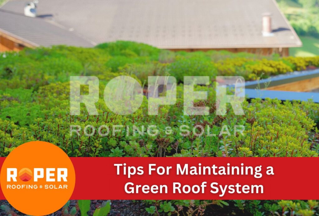 Tips For Maintaining a Green Roof System