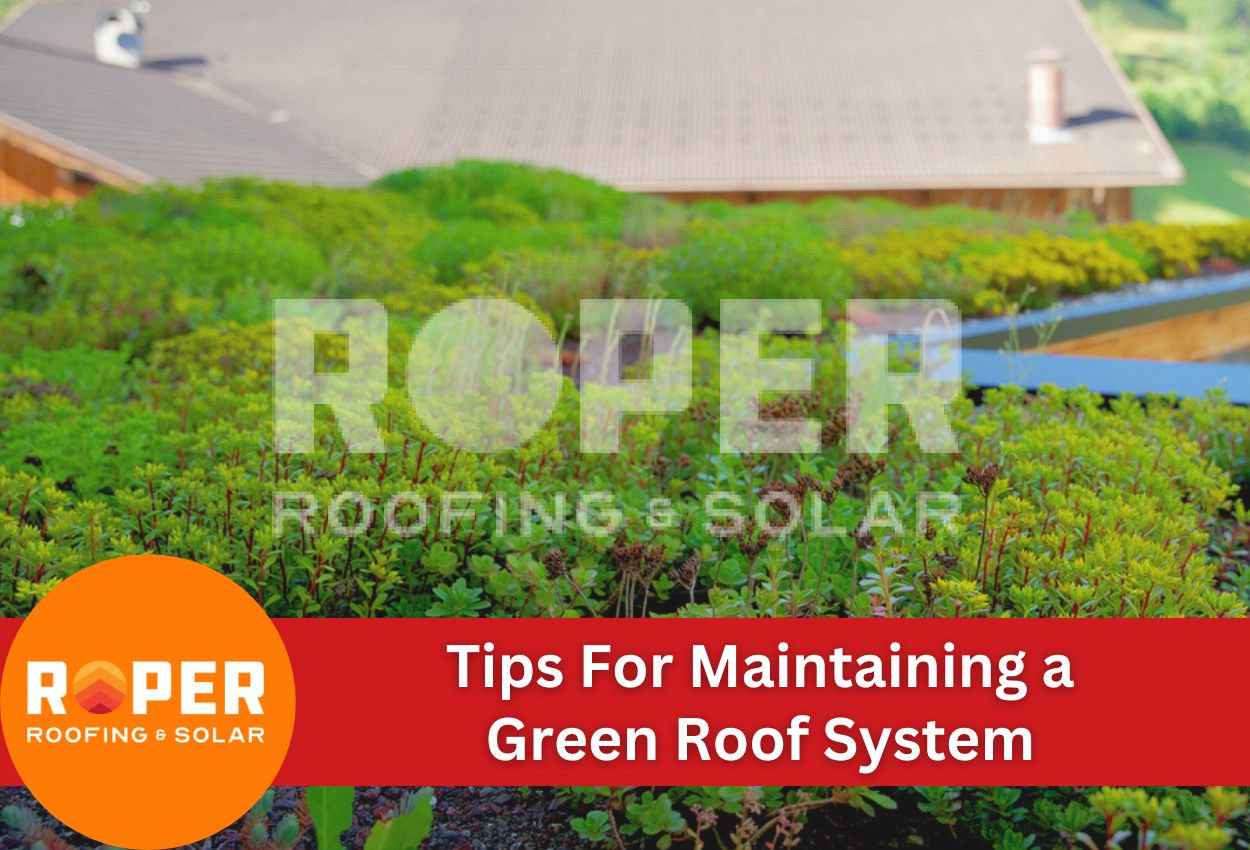 Tips For Maintaining a Green Roof System