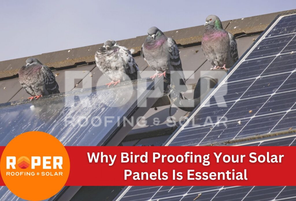 Why Bird Proofing Your Solar Panels Is Essential