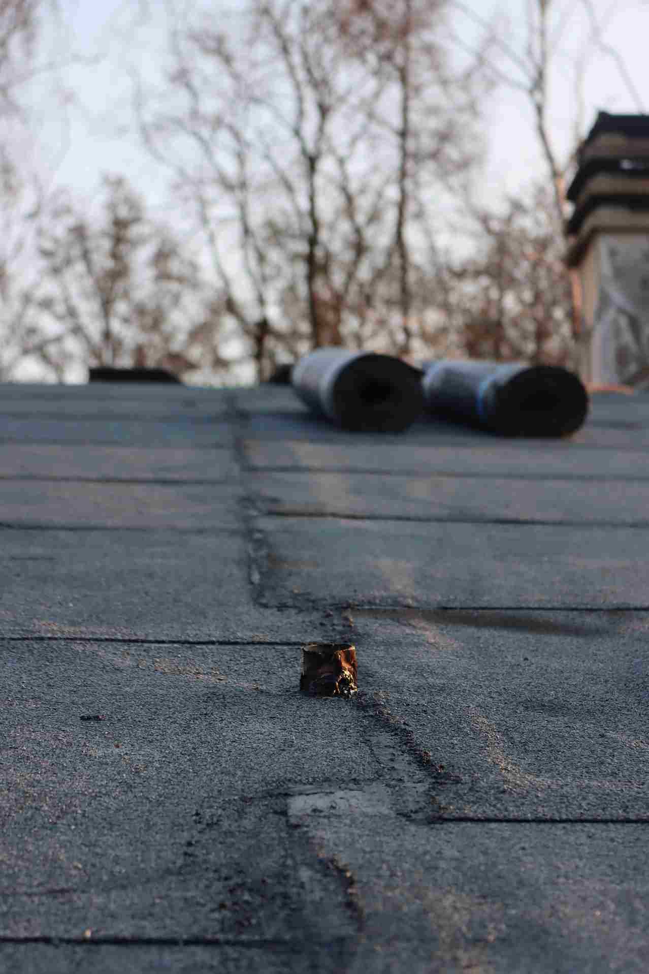 Small plant growing through crack in asphalt pavement with bare trees in background