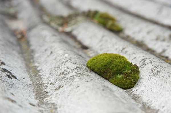 patch of moss on old metal roof
